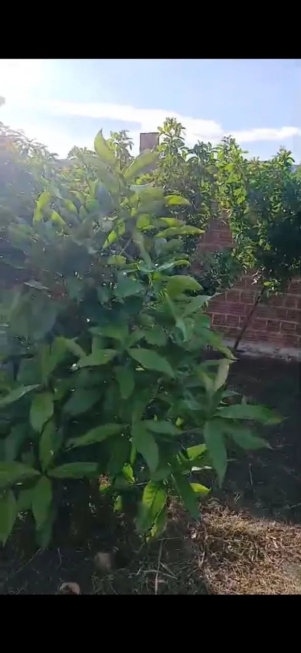 terreno em Bonito pe  - Foto 3
