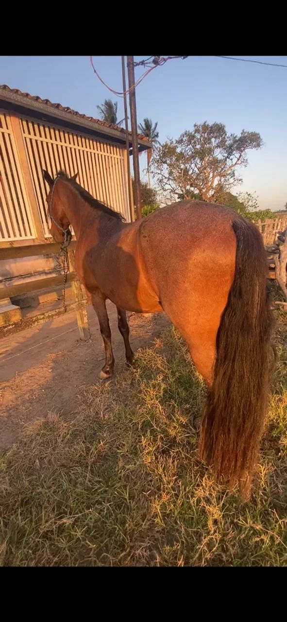 Cavalo - Foto 2