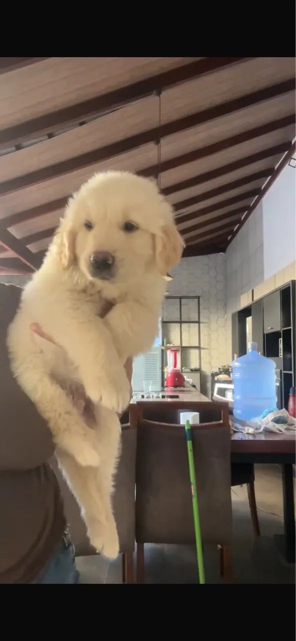Cachorro  - Foto 2