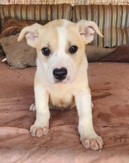 Doam-se filhotes de Border Collie com Buldogue Francês