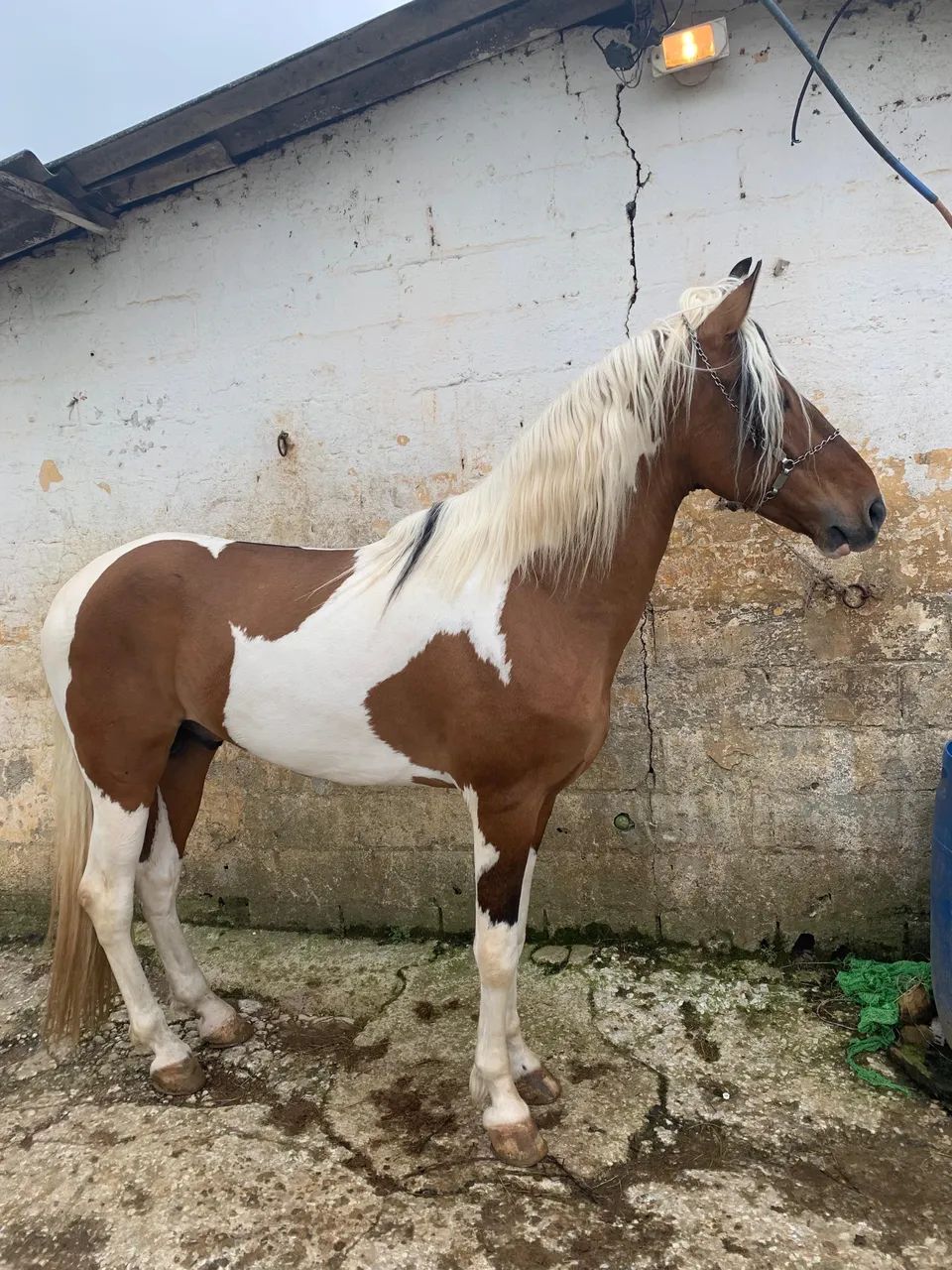 Cavalo campolina puro 