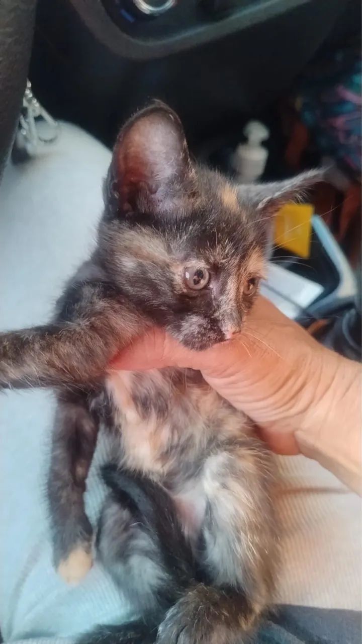 Adoção responsável  - Foto 5
