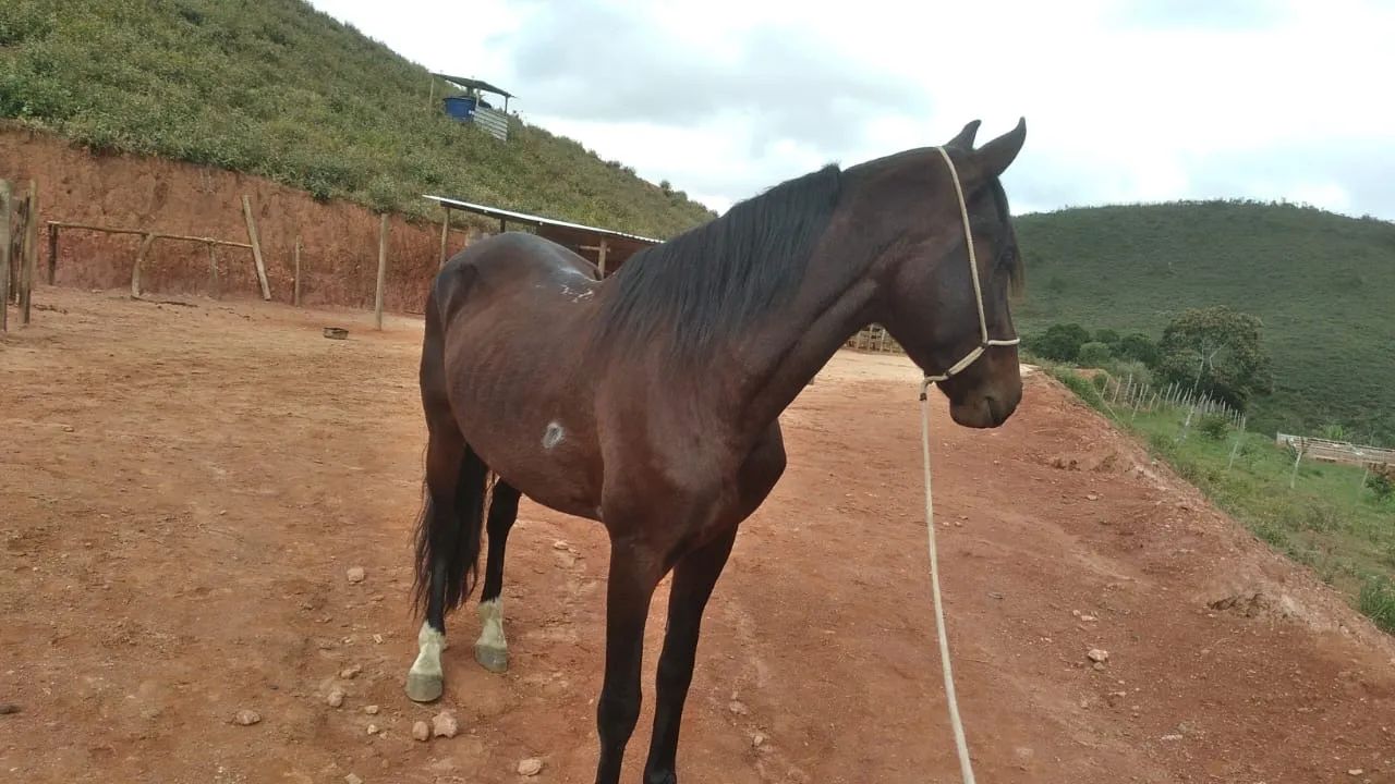 Cavalo mangalarga marchador  - Foto 2