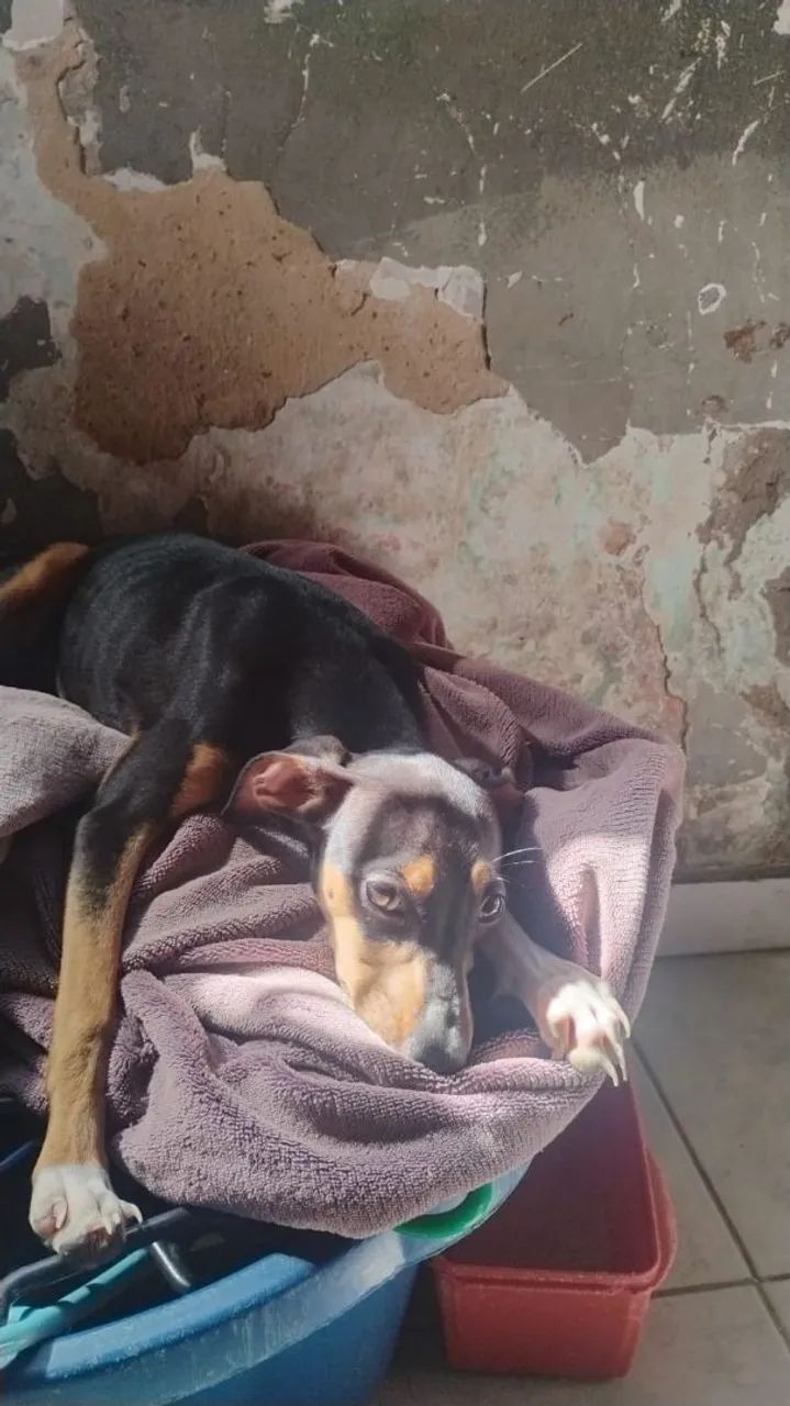Doação cachorro - Foto 2