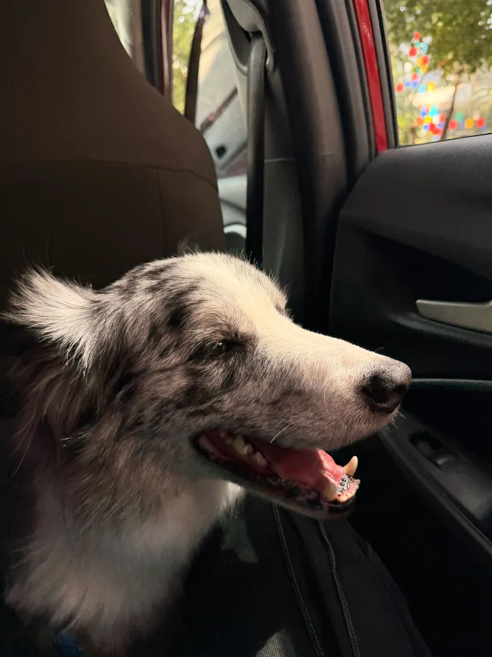 Doação Responsável - Border Collie