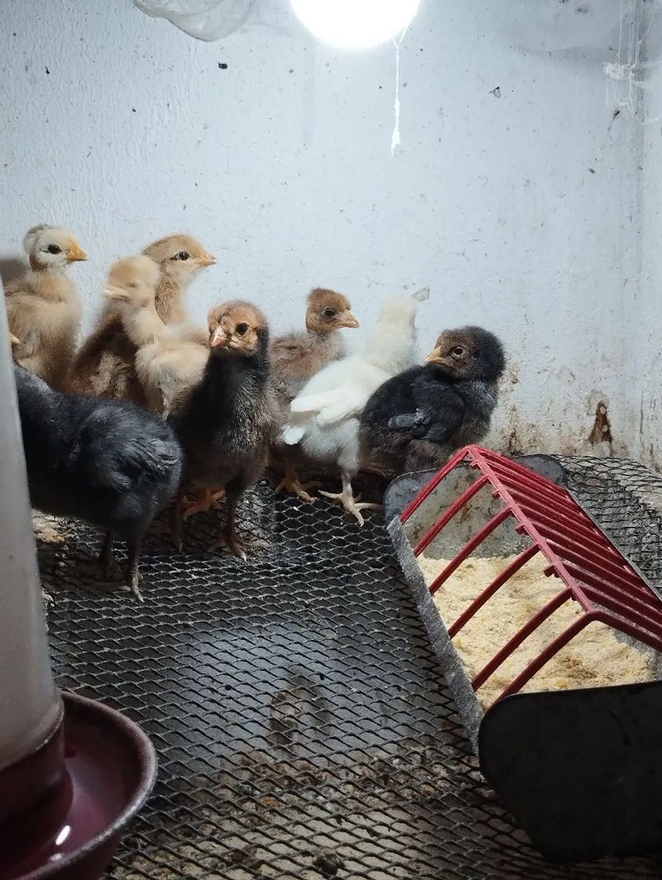 Vendo pintinhos caipira 10 reais cada  - Foto 4
