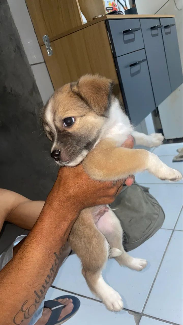 Cachorro pra Doação  - Foto 2