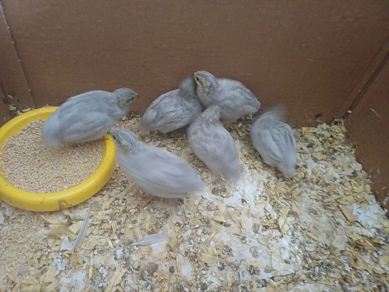 Codorna cinza - Foto 3
