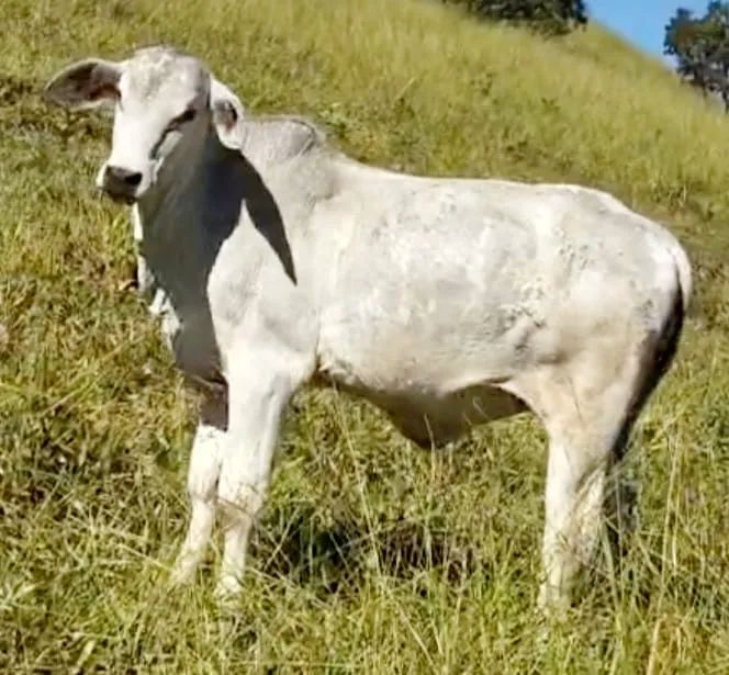 Bezerros Nelore