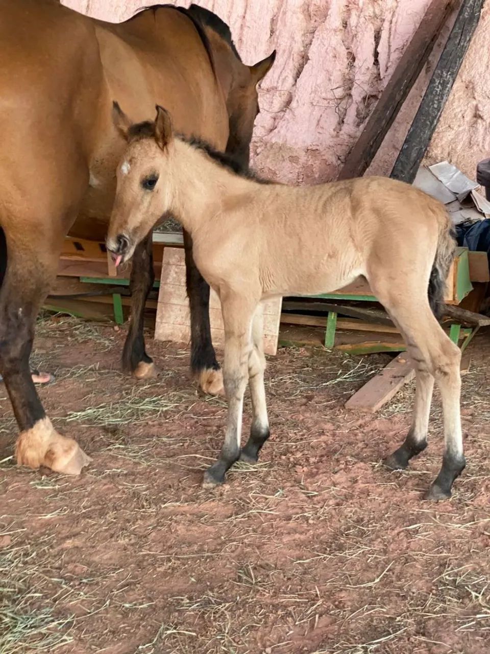 Vendo egua com potra fêmea  nasc 22/out - Foto 4