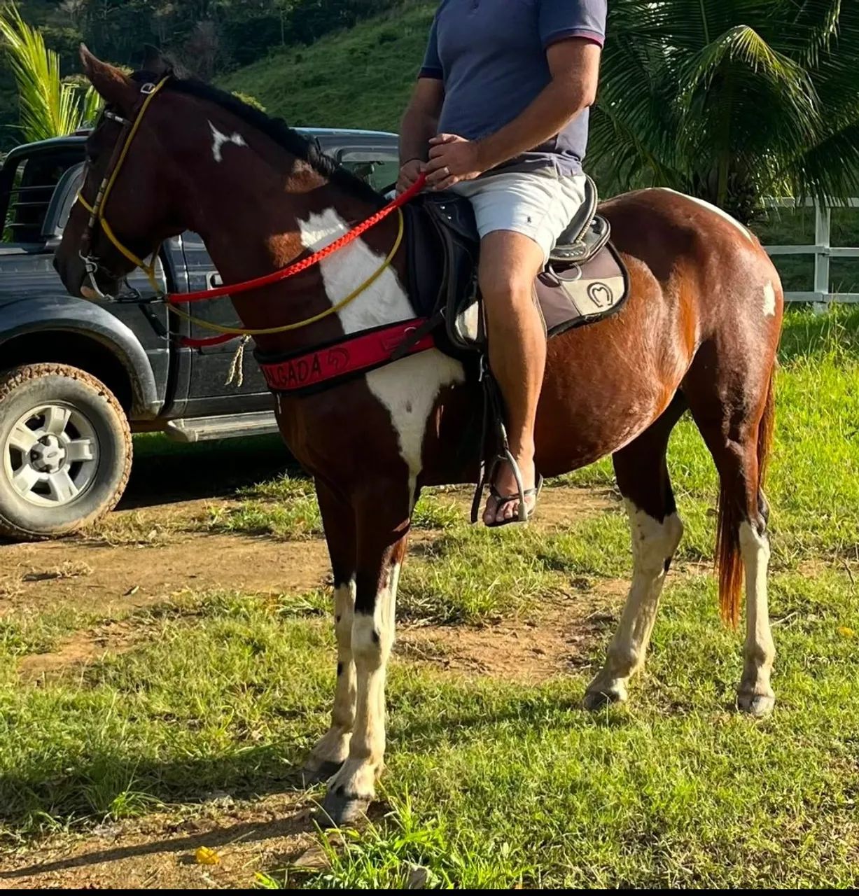 Cavalo baxeiro 