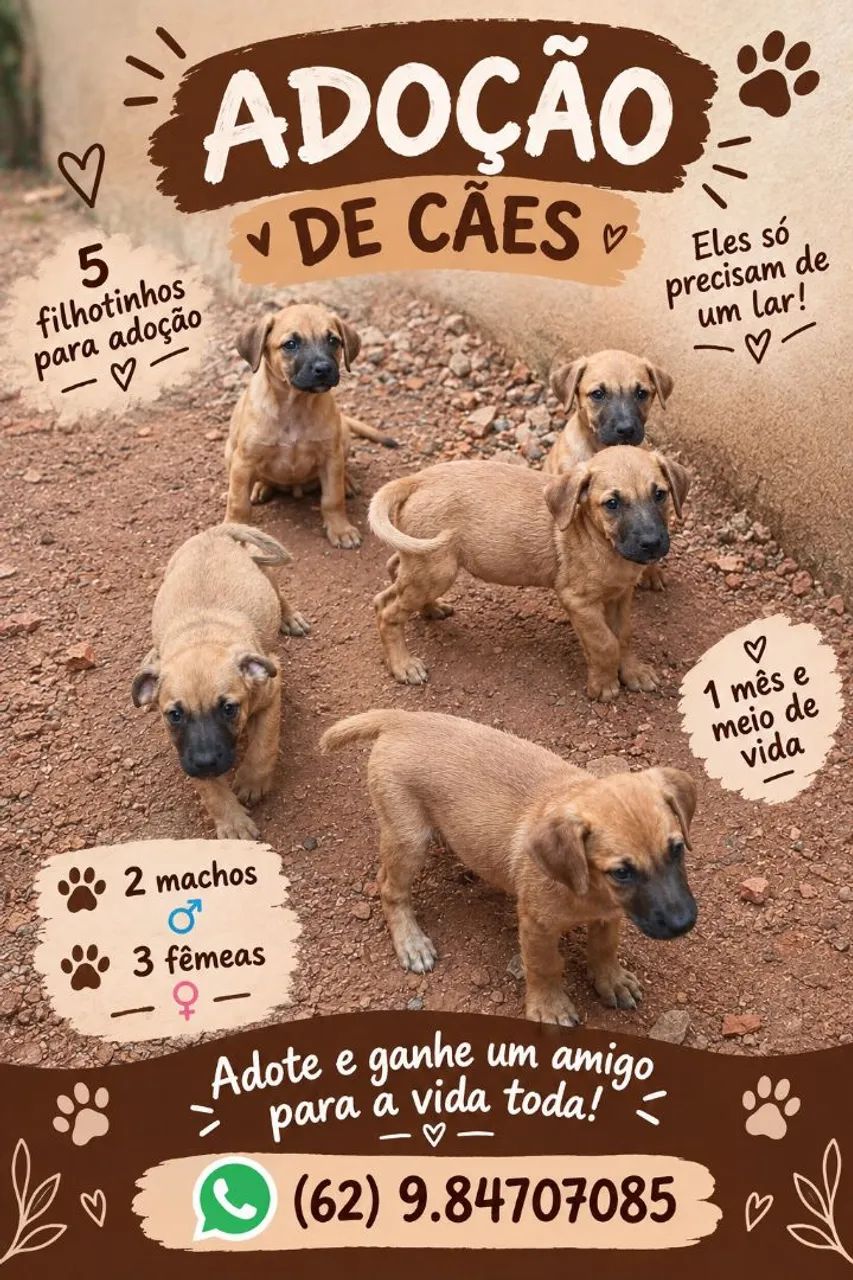 Doação de cachorro 