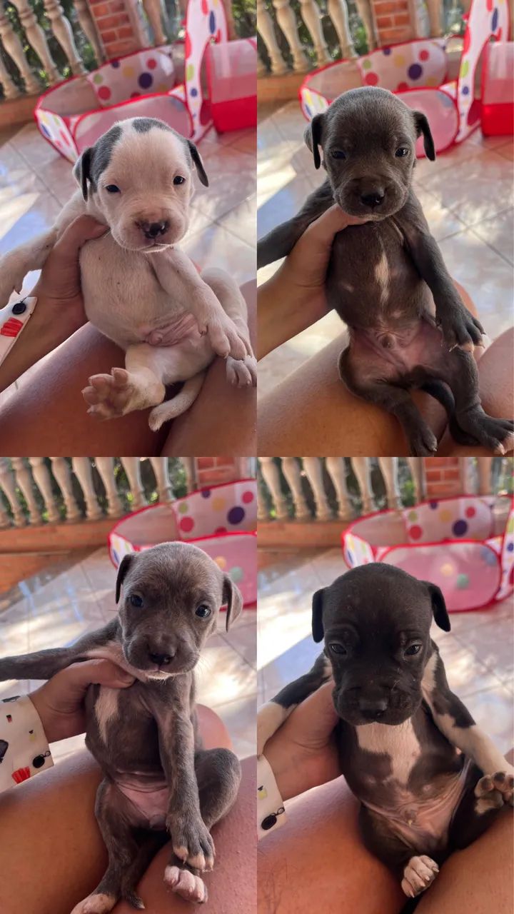 Filhotes de Pitbull  - Foto 2