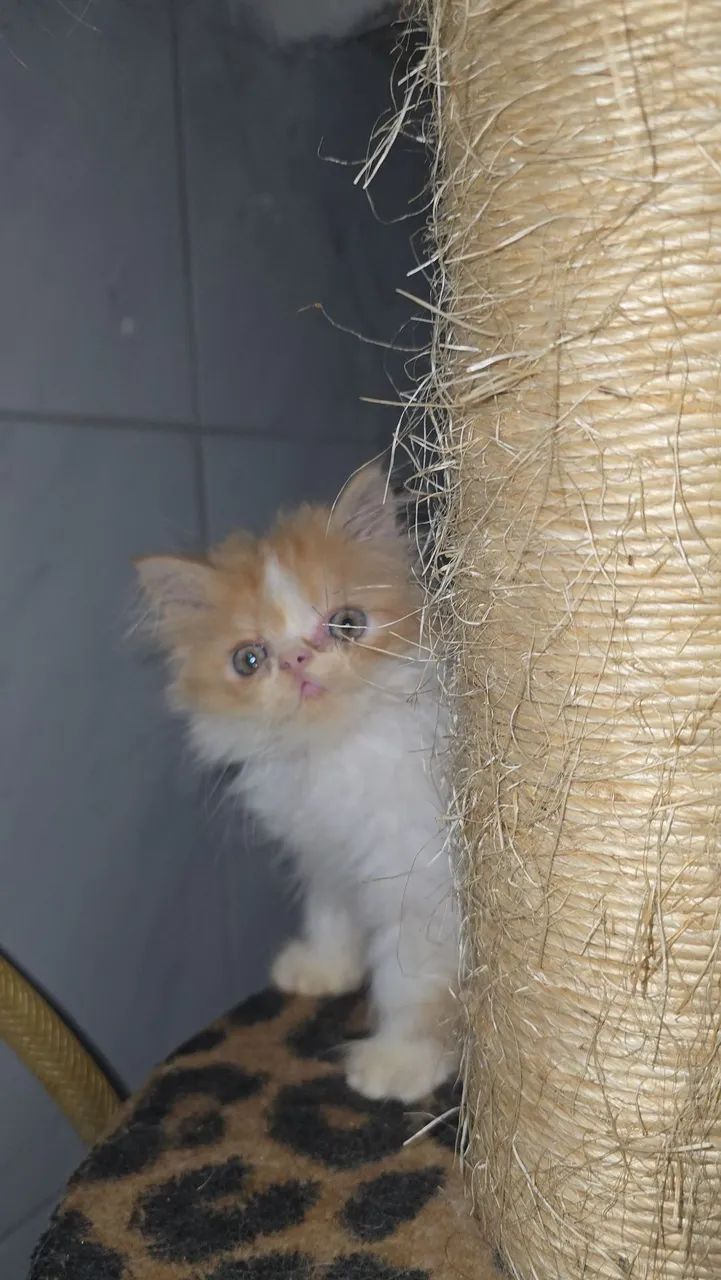 Gatos persa 