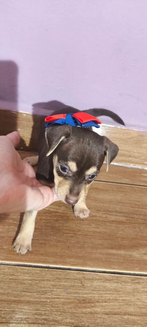 Pinscher macho  - Foto 4