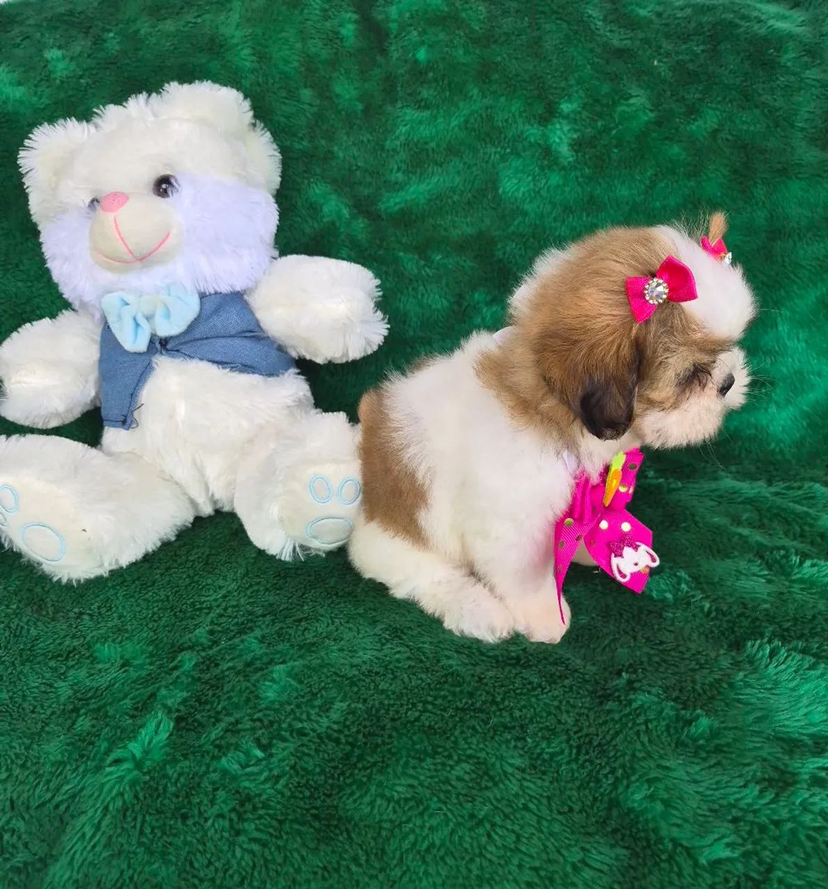 Shitzu branca e dourada - Foto 3