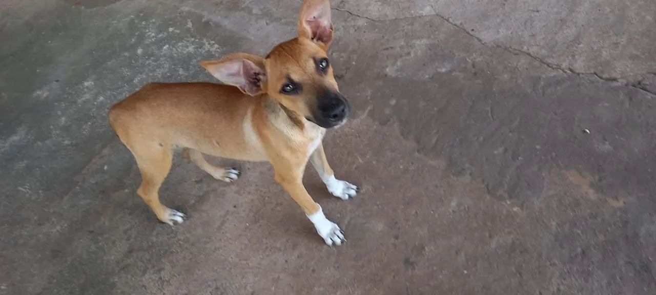 Doação de cachorros  - Foto 4