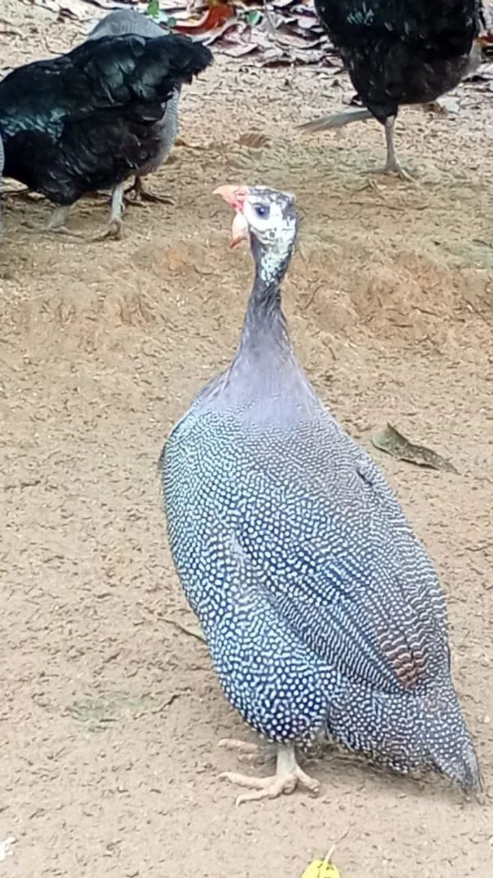 Galinha da angola 