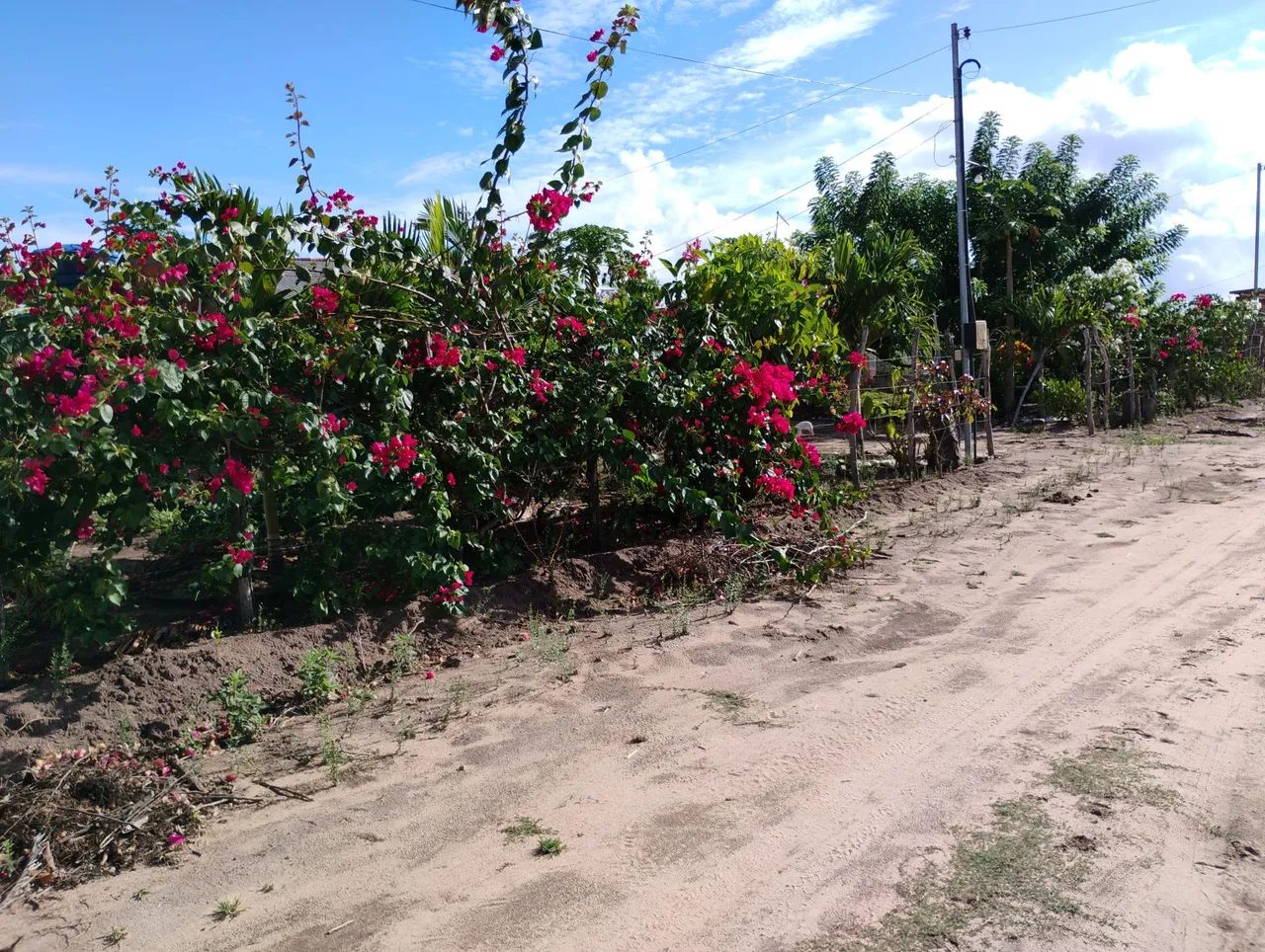 Vendo uma chácara no povoado campo em Itaporanga d'ajuda  - Foto 5