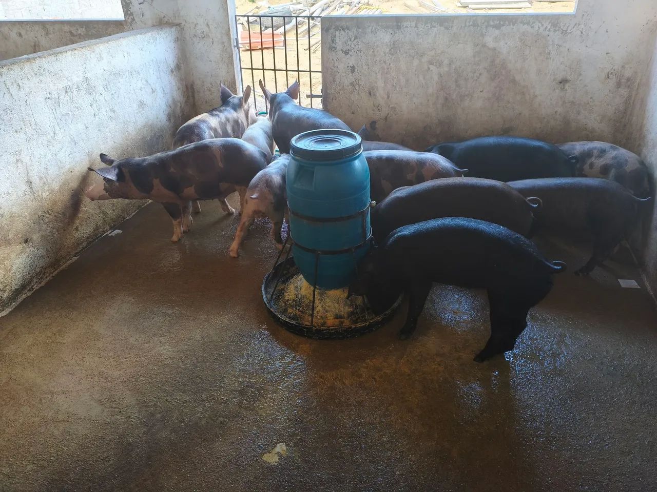 12 porcos média de 60 a 100kg - Foto 3