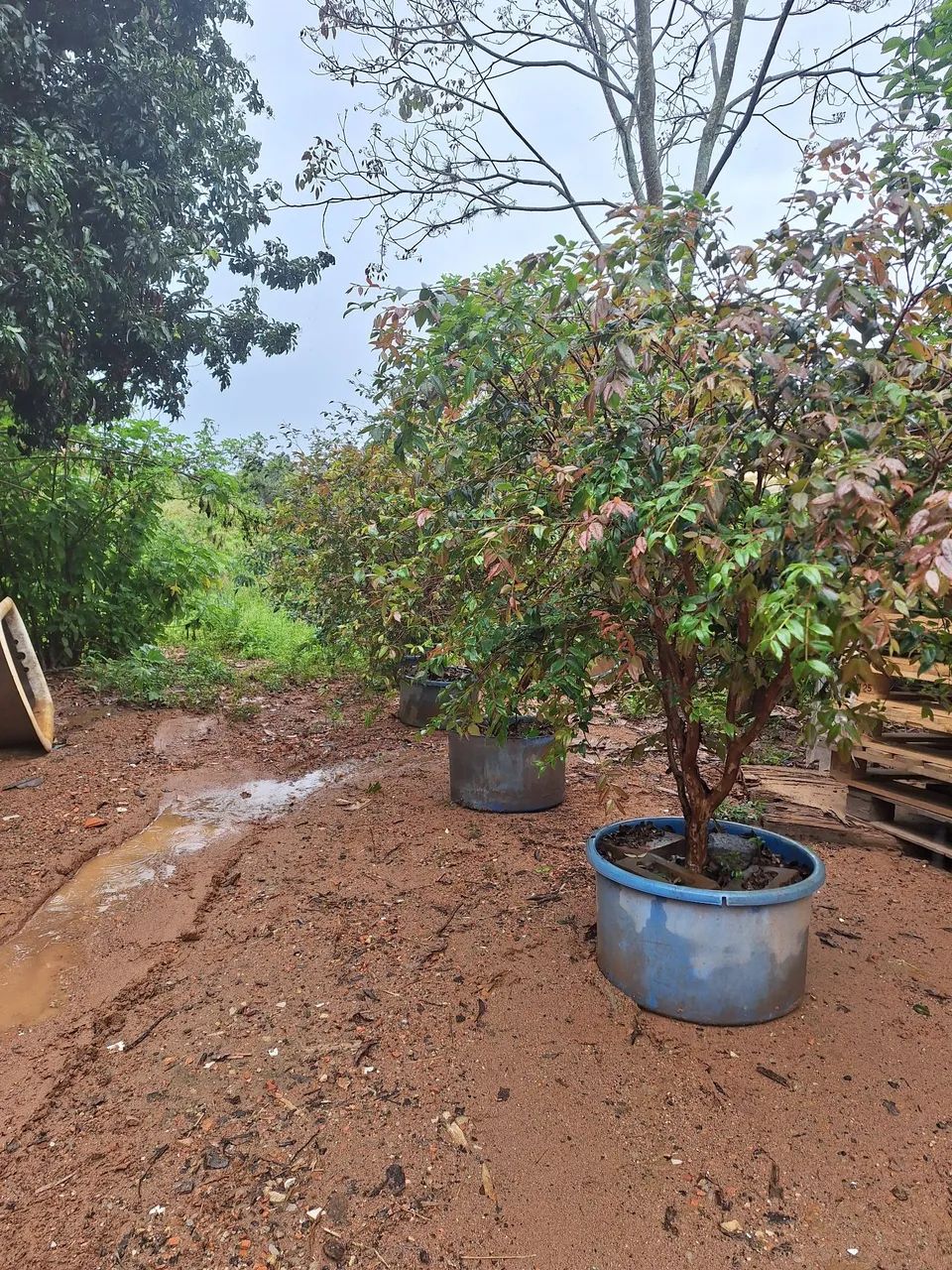 mudas de jabuticaba - Foto 2