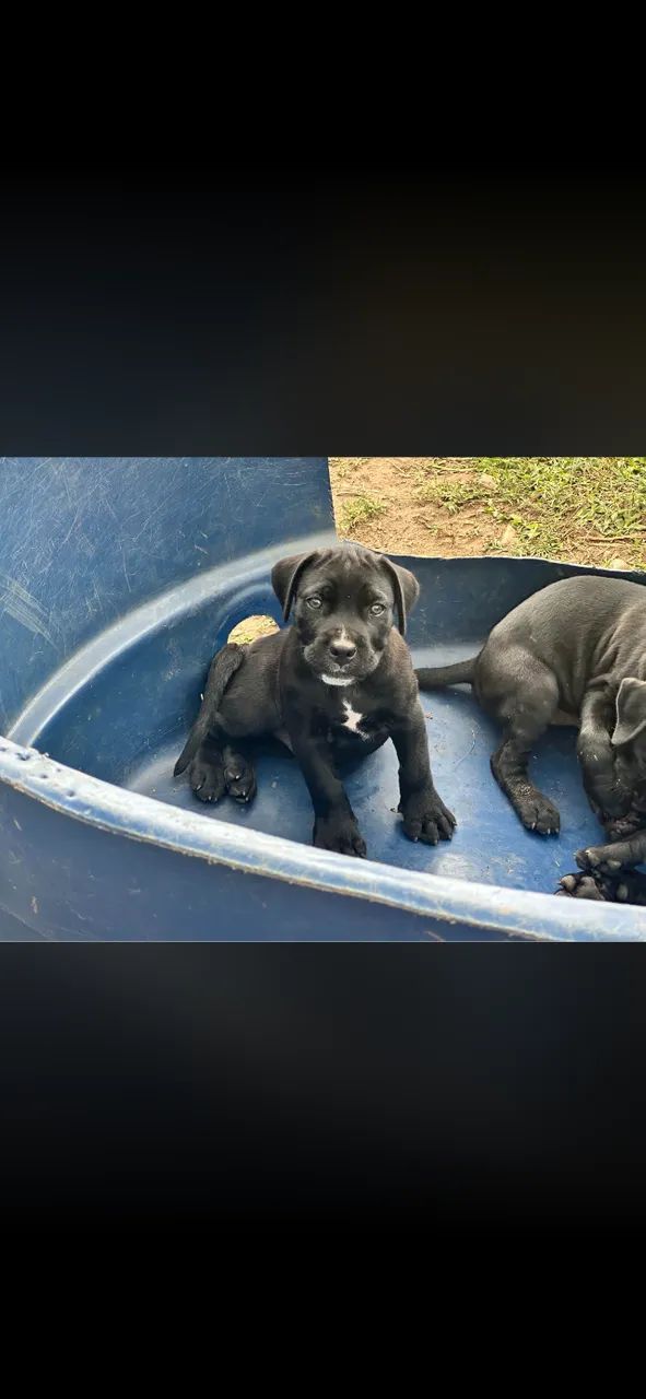 Cane Corso puro - Foto 4