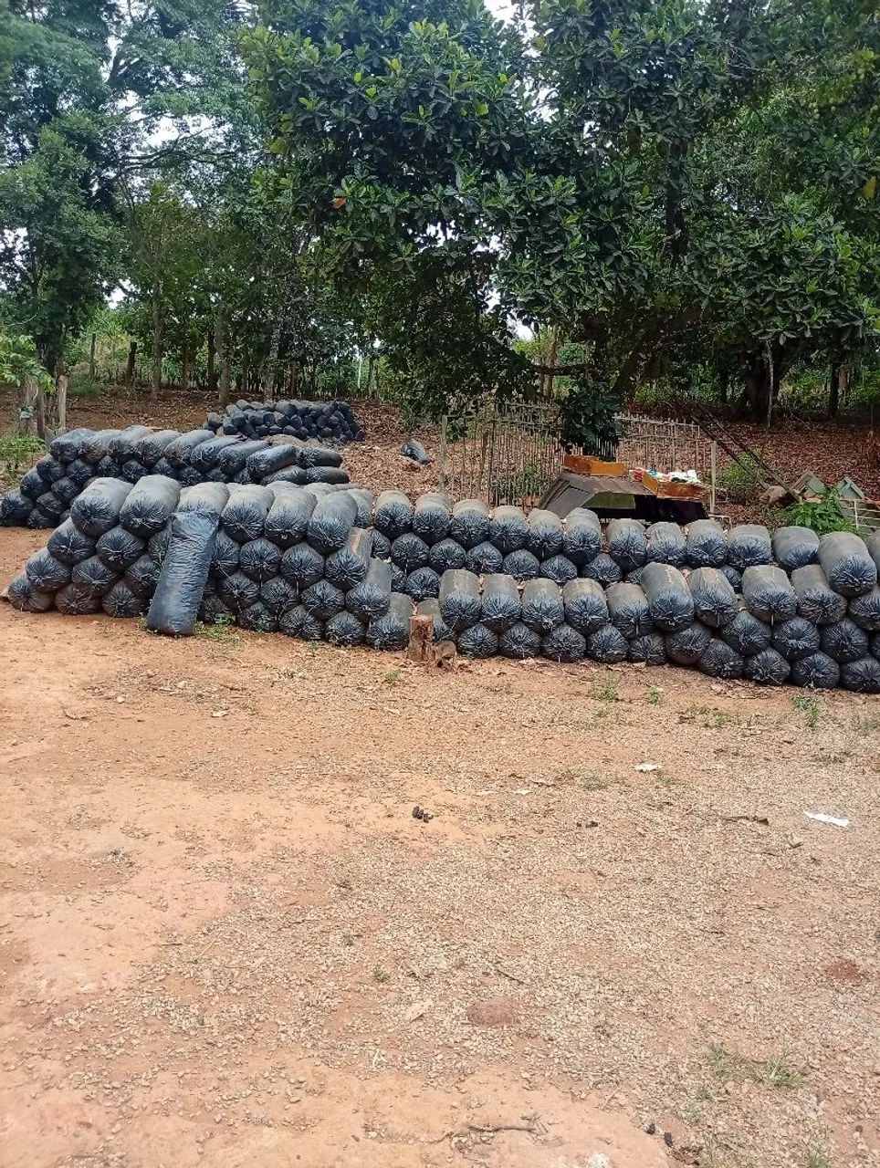 Silagem para Gado  - Foto 4