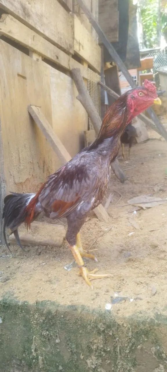 Frango de raça 
