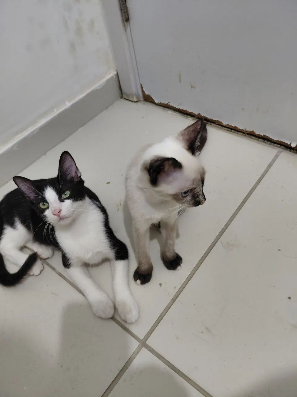 Adoção  - Foto 3