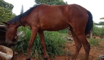 Troco 1 Cavalo e 2 Éguas por Frangos Caipira