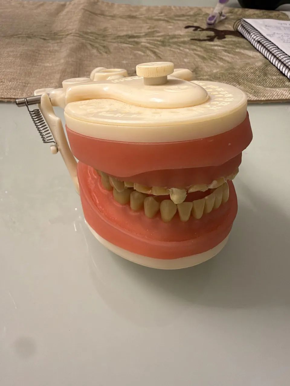 Manequim odonto 