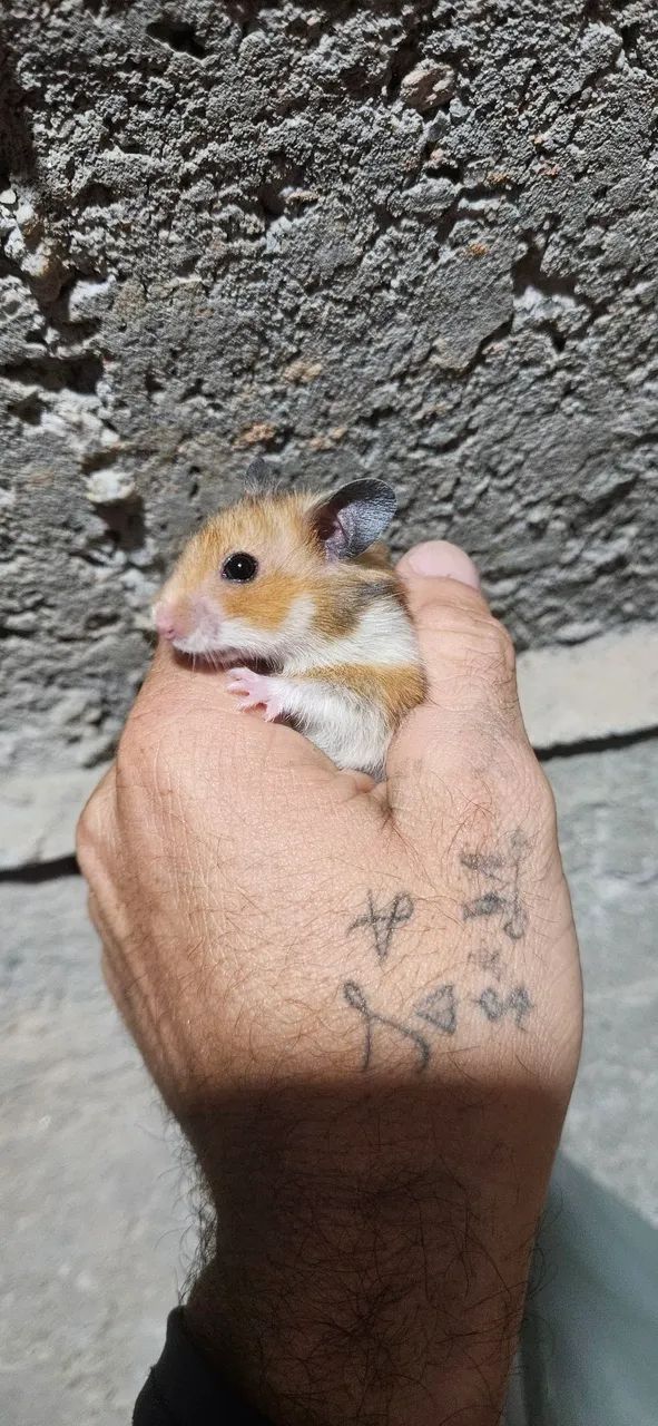 Hamsters sírios disponíveis. ? - Foto 2