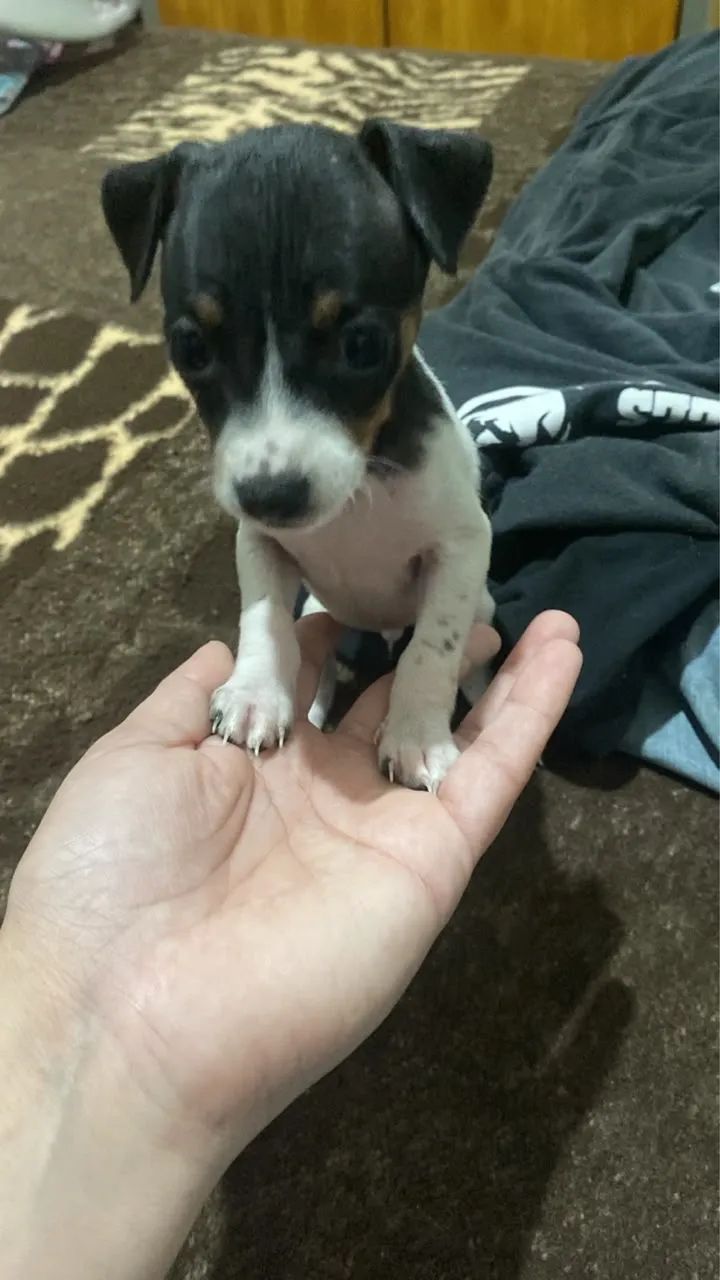 Pinscher macho 1 com 0