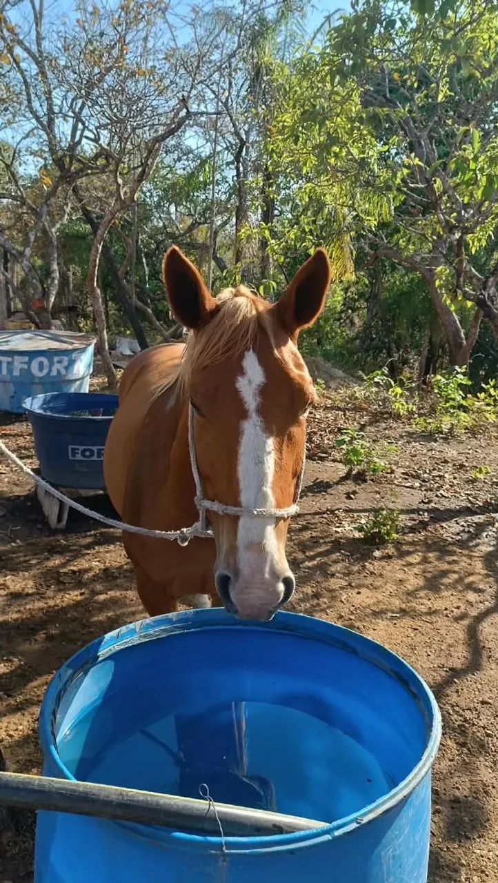 Vendo um cavalo e duas poldas  - Foto 5