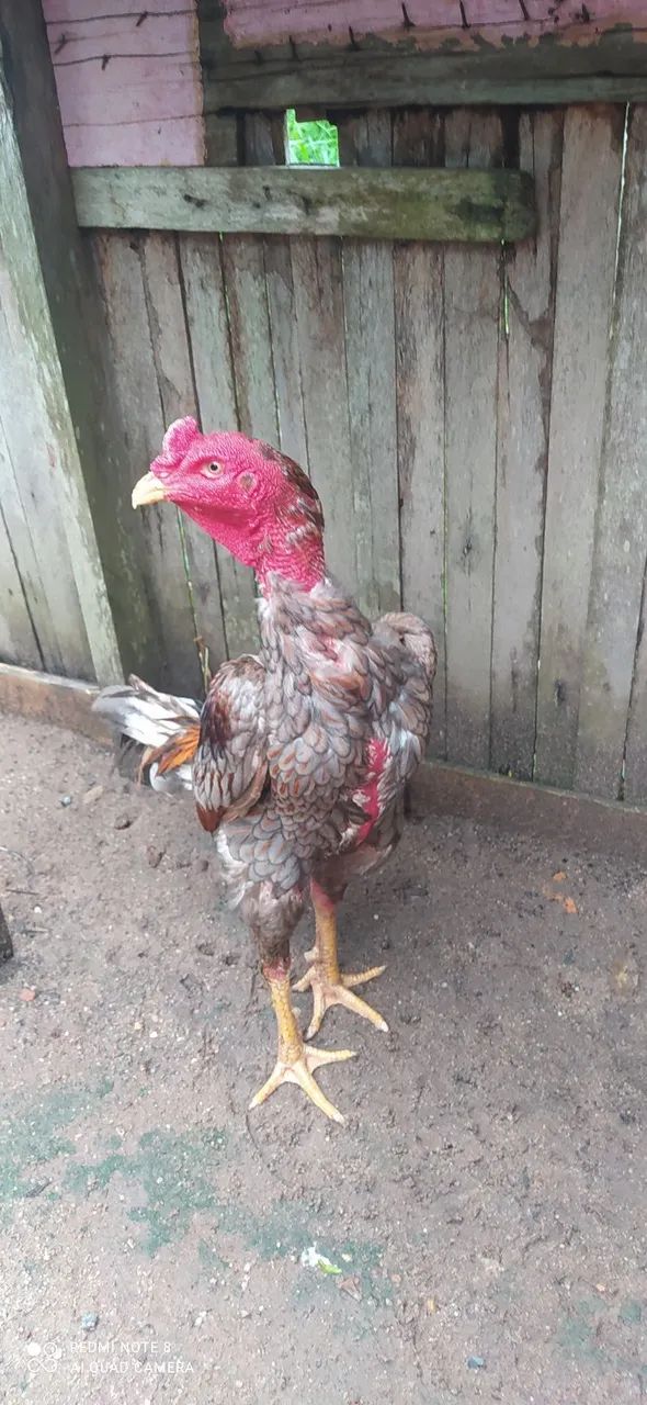 Galo de raça  - Foto 4