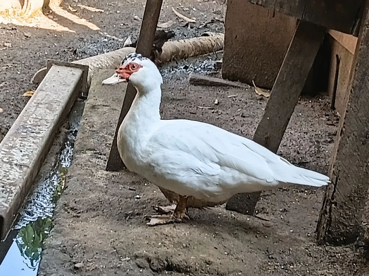 Vende-se pata - Foto 3