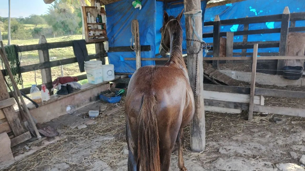 Vendo ou troco potra mestiça de mangalarga  - Foto 5