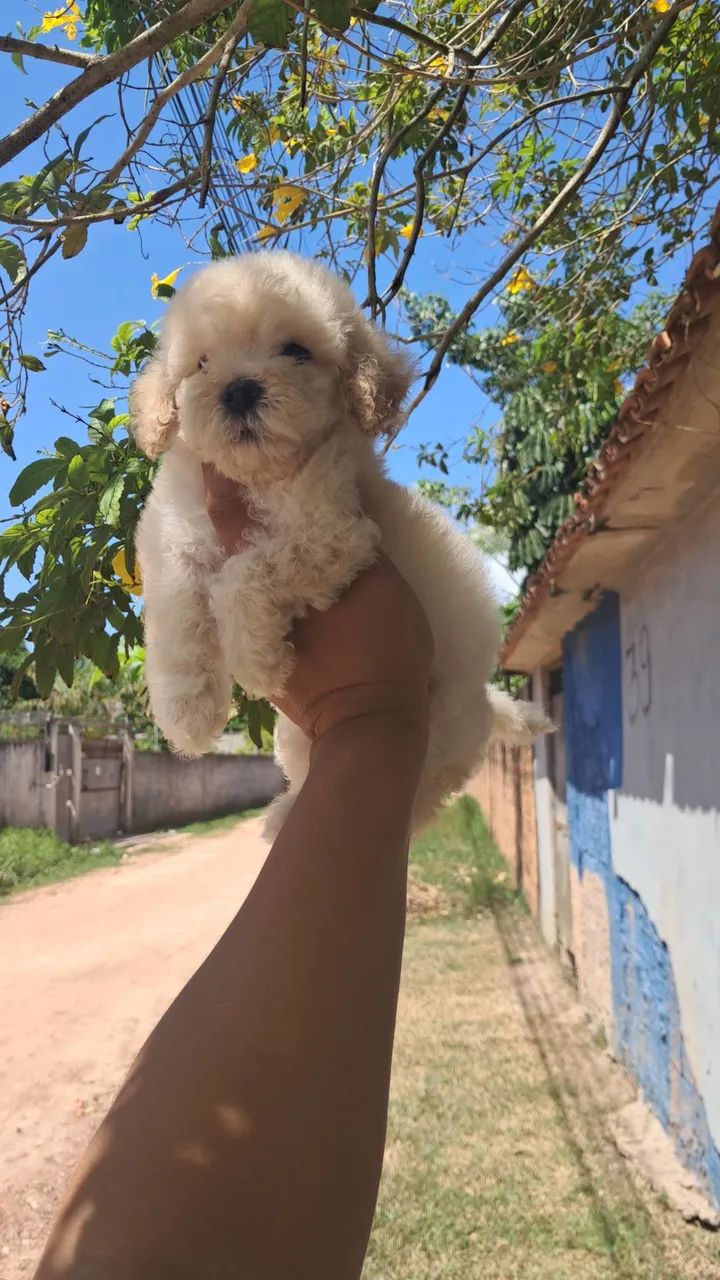 Lindo machinho de poodle  - Foto 5