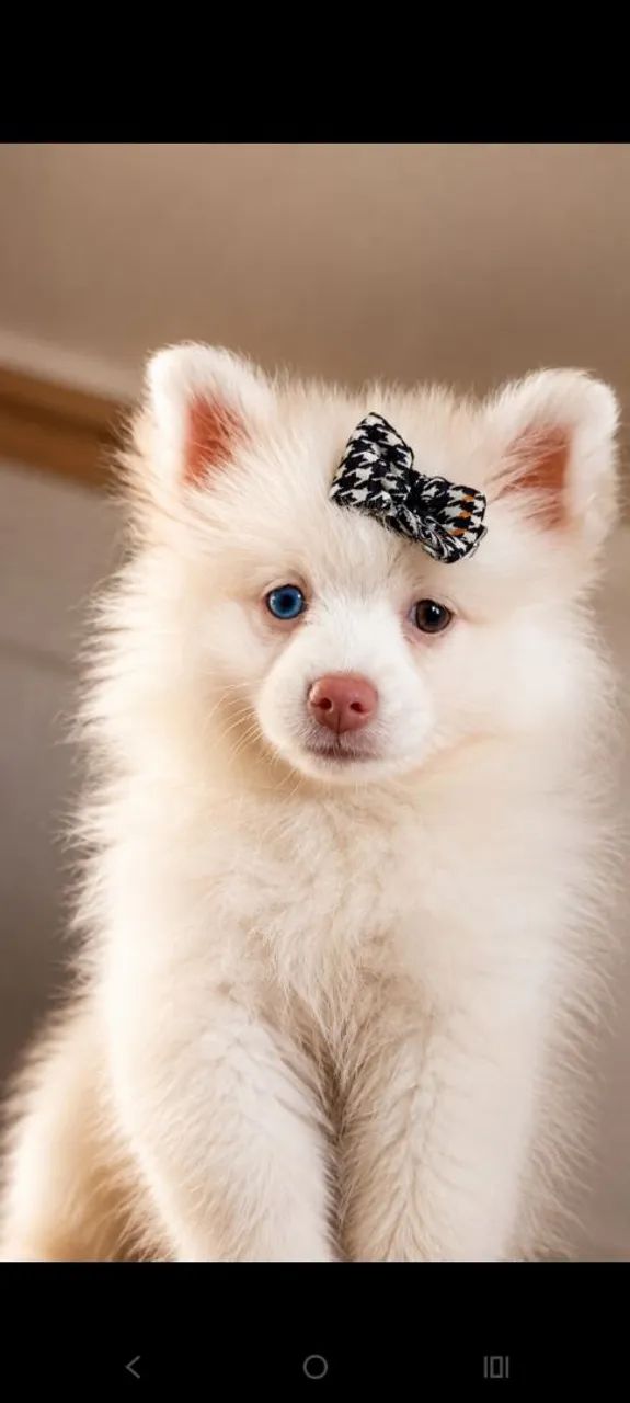 Vendo filhotes de Spitz 