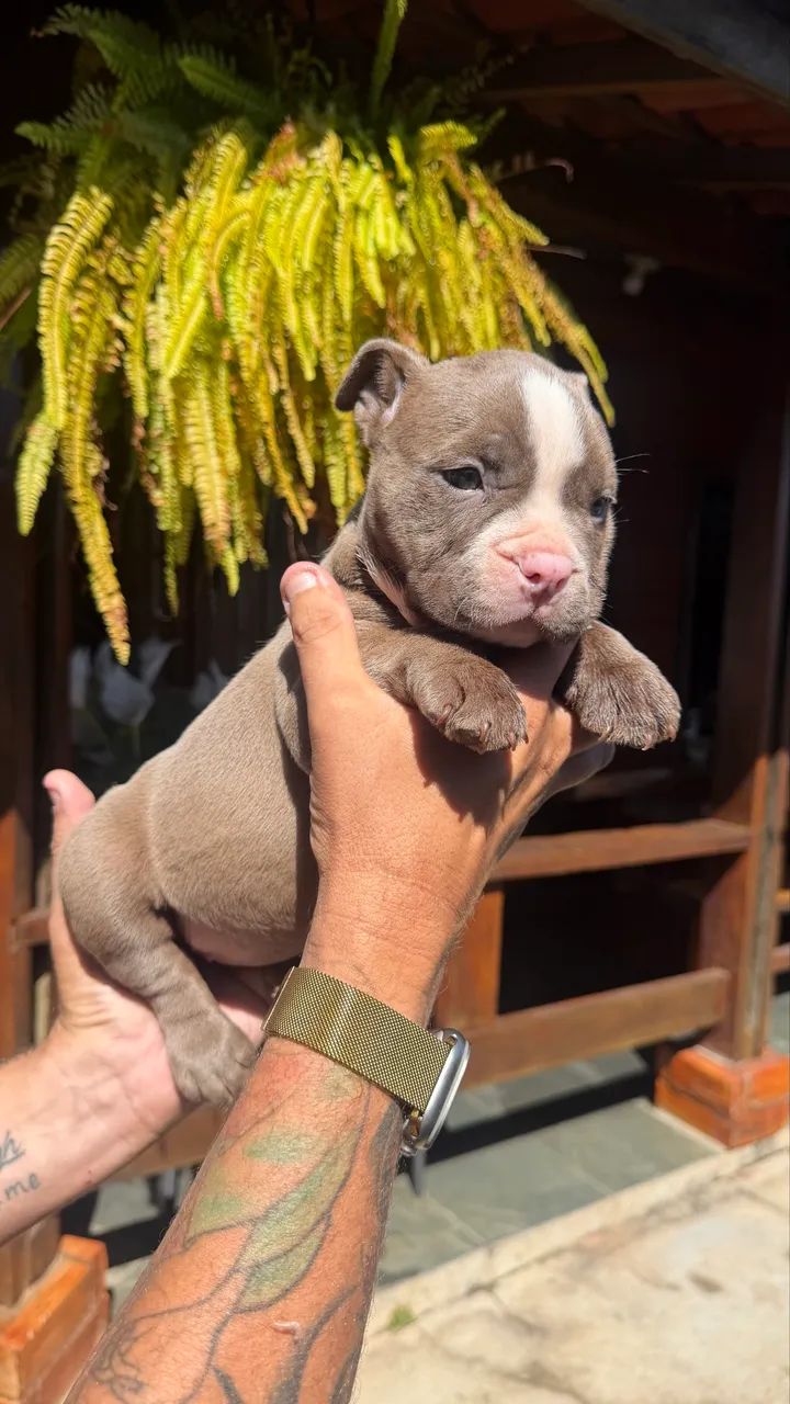American bully - Foto 4