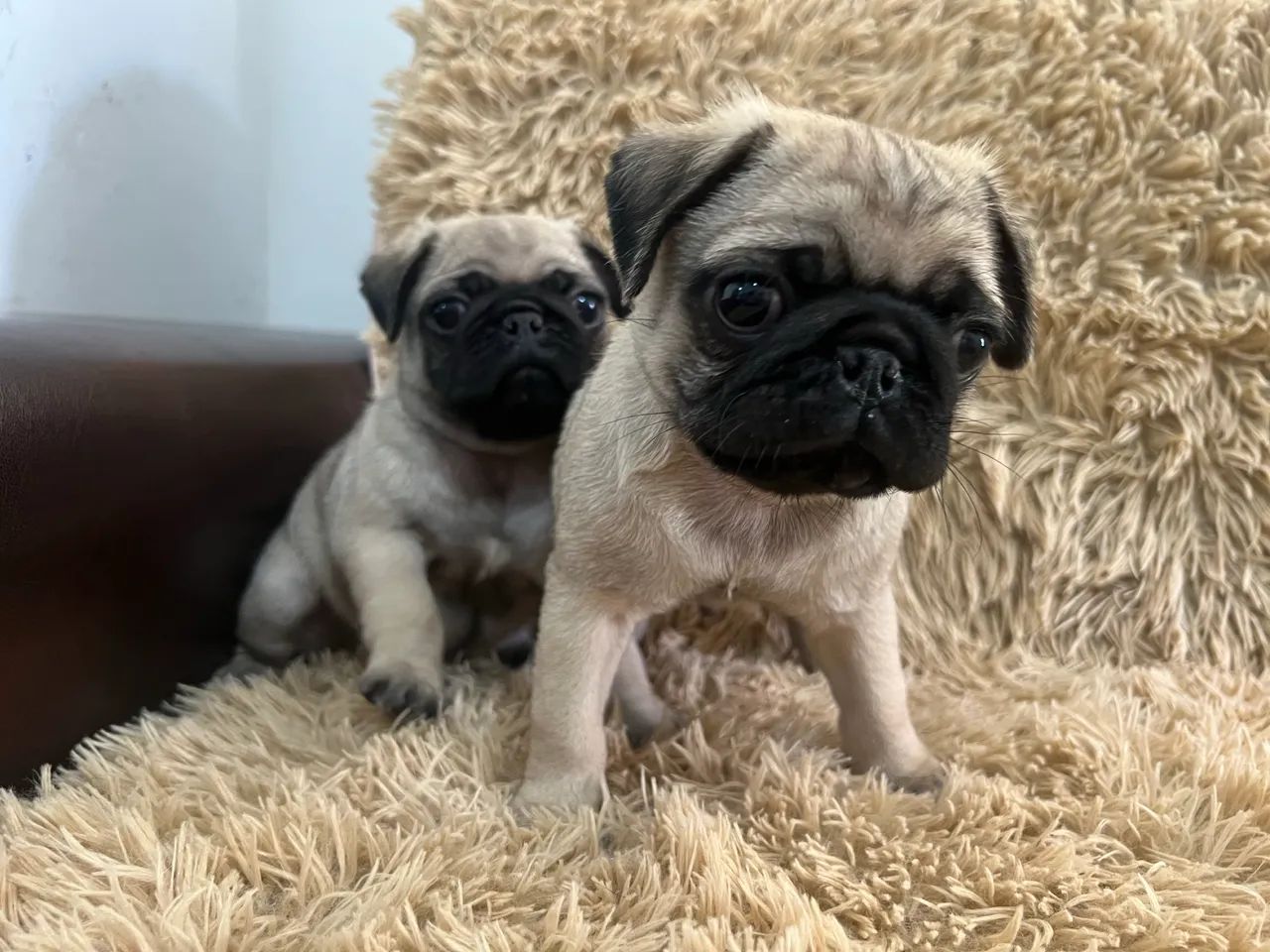 Cachorro pug - Foto 3