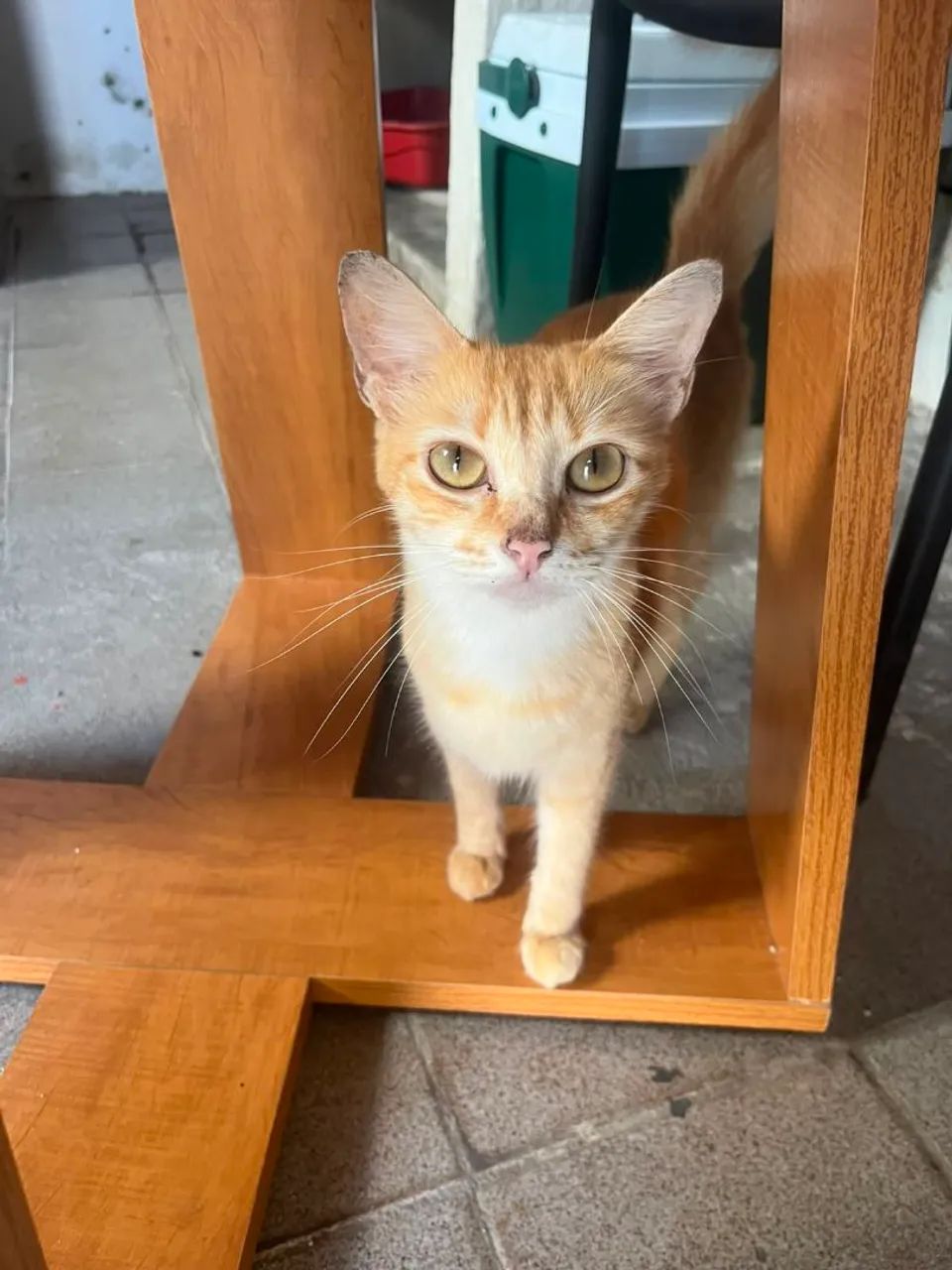Gatos para adoção 