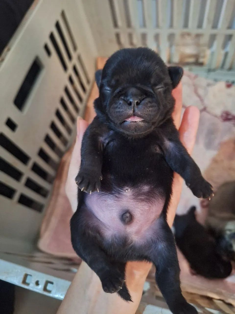 Vendo Pug