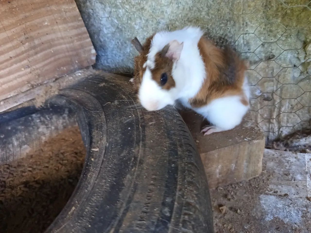 Porquinho da índia. - Foto 5