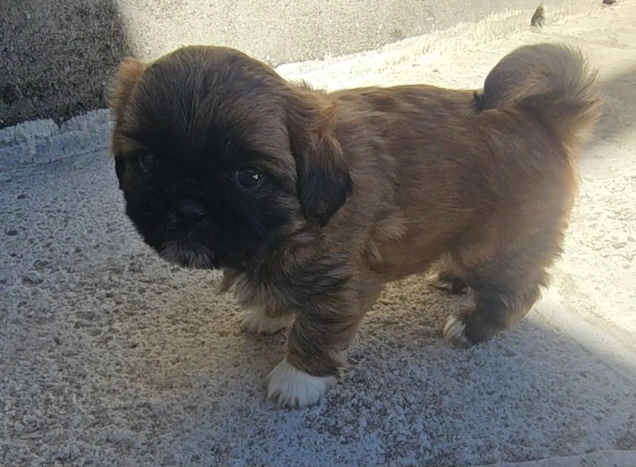 Pequines 