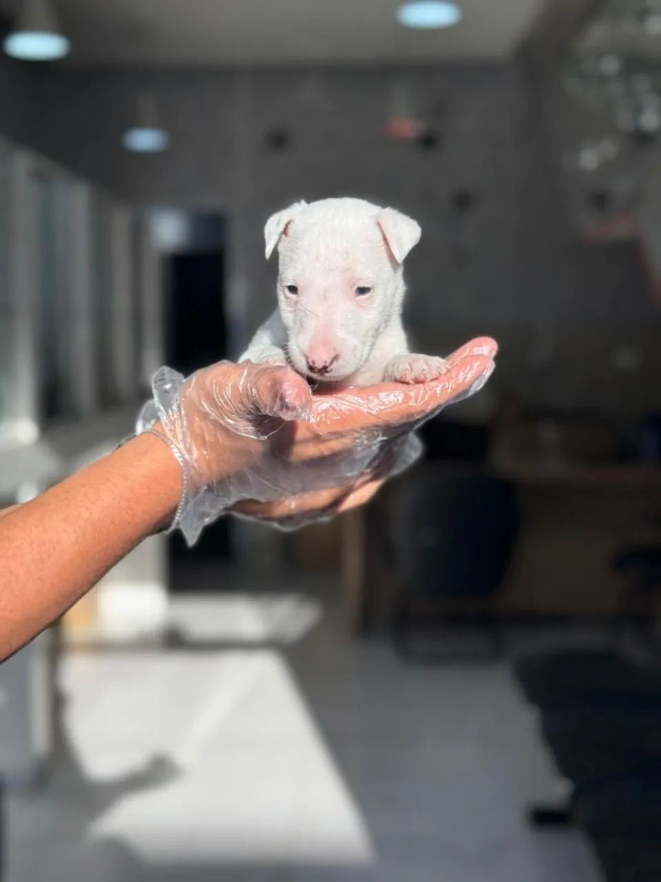 Lindos filhotes de Bull Terrier-Um Novo Amor Chegando na Sua Casa - Filhotes com Seguranç