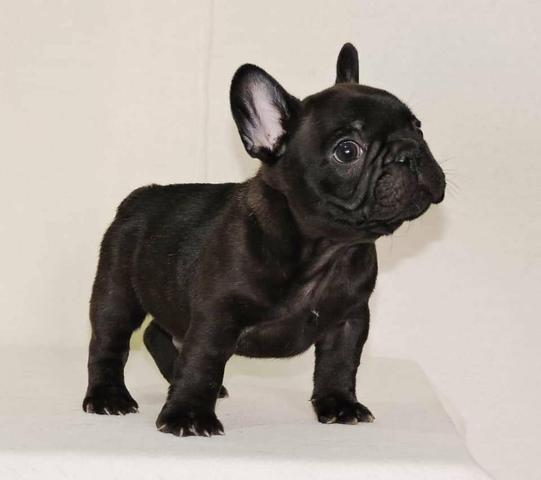 Temos filhotes de de buldog francês, venda permanete - Foto 2