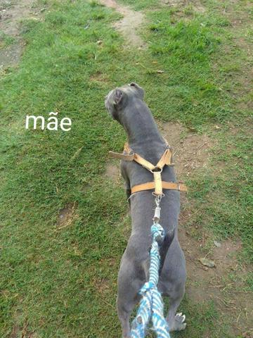 Vendo filhote de pit bull - Foto 5