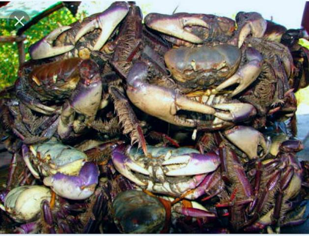 Caranguejo para revenda $ 1.99 - Foto 2