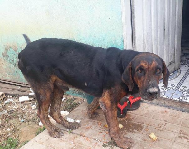 Vendo filhotes de pastor belga e rottweiler - Foto 4